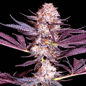 Pluto > Sacred Terps